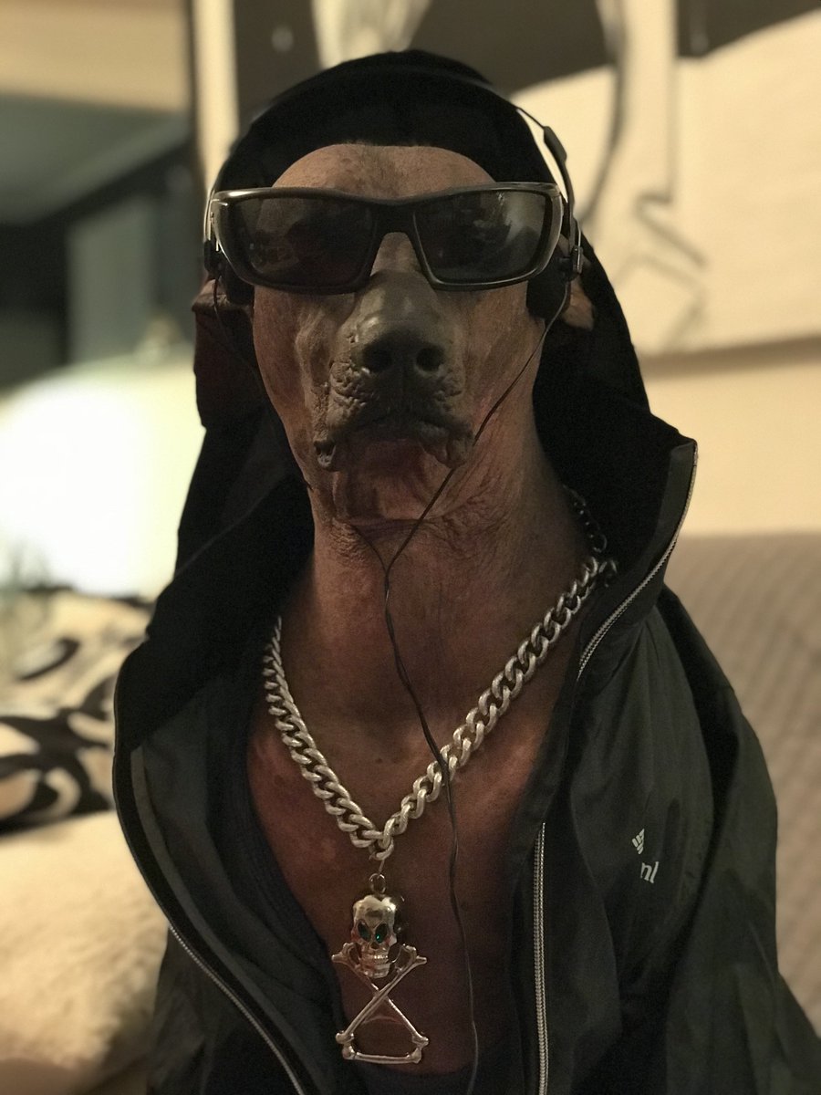 xolohairlessdog's tweet photo. I've been Naughty. I've been Nice. That's just what you gotta do when you're the #WorldsMostFascinatingDog ! Fantastico ! #xolohairlessdog #mexicomadebrooklynraised #xolo #xoloitzcuintle #mexicanhairless #dosequis #mostinterestingmanintheworld #dogchains #fashionabledog #hoody 😎 https://t.co/lTxpwRqChY