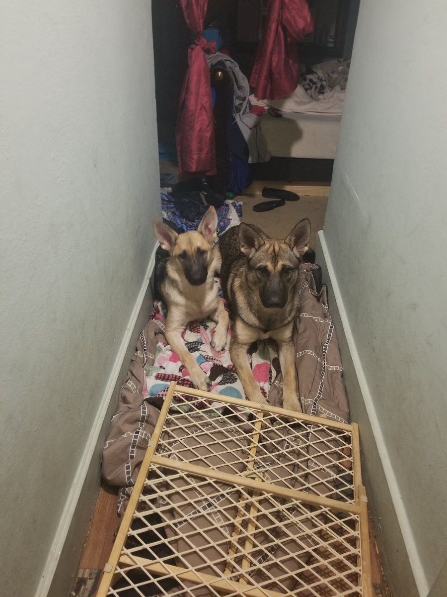 My babies say hello to everyone