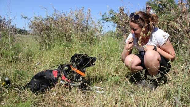 TruffleDogBlog's tweet photo. Sniffer #dogs latest tool in plant biosecurity battle https://t.co/1uuMmhB8wc #dogswothjobs https://t.co/HyfR1zzPt9