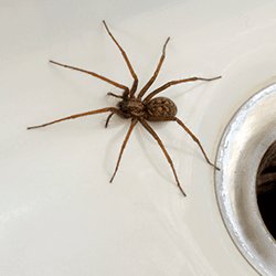 ActionPest's tweet photo. Ever wondered what happens to spiders when the weather turns colder? Check out this article...https://t.co/eRm4XJE2Om https://t.co/pJHRAByImR