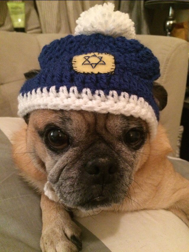 ArfScarf's tweet photo. @andylassner I’ll let you in on a secret...I am not an attorney, just another handsome pug who likes to celebrate all holidays. @PugNamedFinn #pugchat #arfscarf @HamiltonPug https://t.co/0NcHQHx3cu