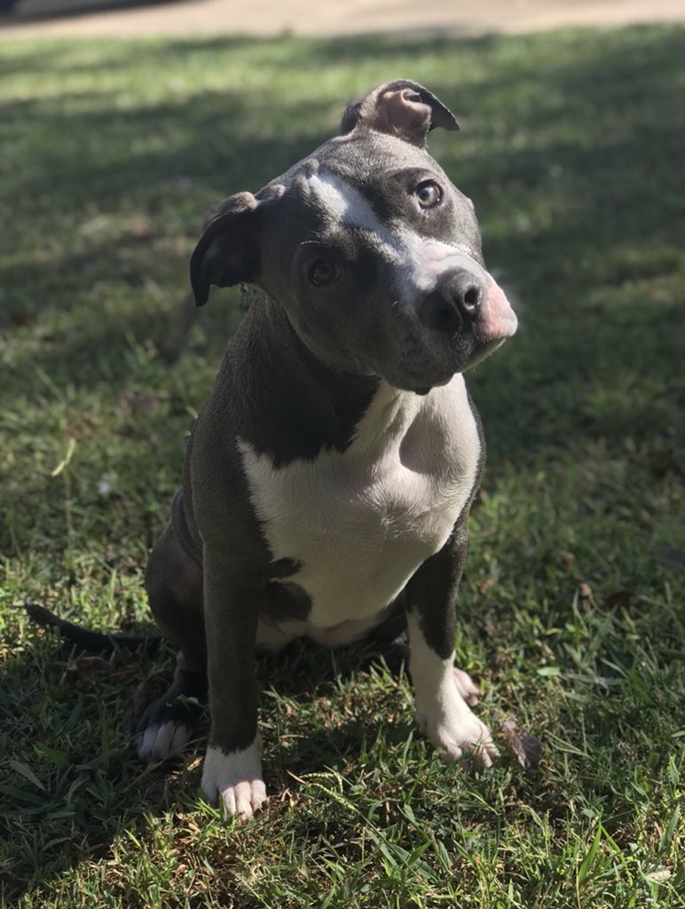 PitbuIIs's tweet image. 