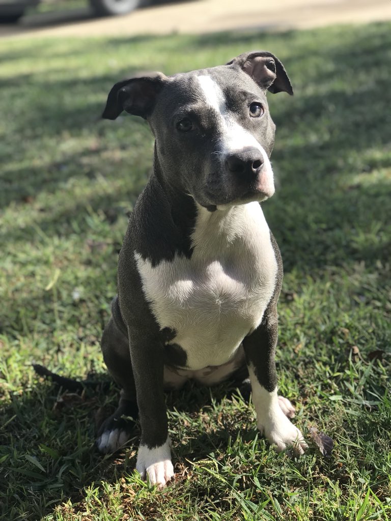 PitbuIIs's tweet image. 