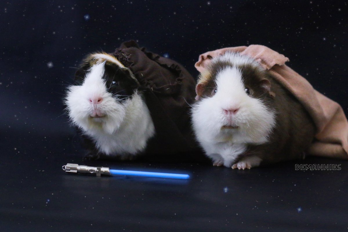 DeMannies's tweet photo. “Become what you were meant to be”- Sam “Skywalker” and Rey a.k.a. Teddy
Who else is looking forward towards the new Star Wars?🙋💫🛸 #StarWarsTheLastJedi #starwars #disney #guineapig #animal https://t.co/9JRqRr9S3b