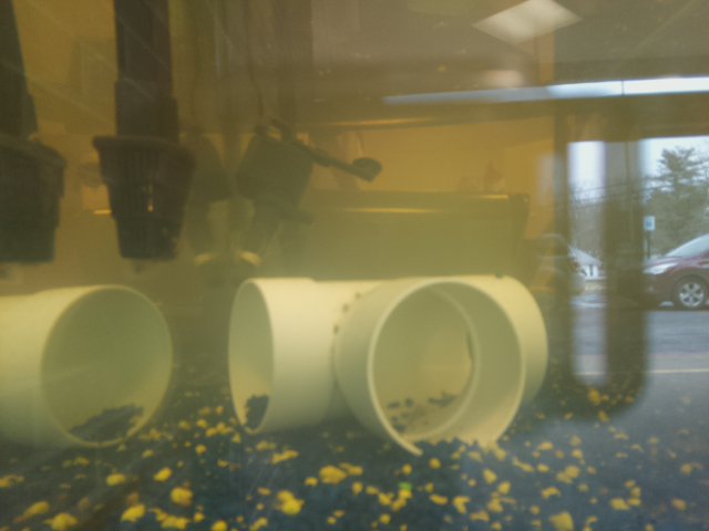 Joe Walker Aquaponics Fish Cam