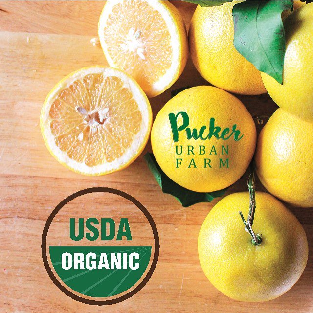 PuckerUrbanFarm's tweet photo. How do you incorporate lemons into your diet? 🍋💭#TuesdayThoughts #PuckerUrbanFarm #organic #lemonshots #healthbenefits https://t.co/8ru7mVpBpS