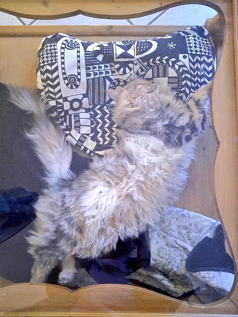 Aurorepolaires's tweet photo. #Nikitathecat toujours à l'aise... https://t.co/VpceIk2kky