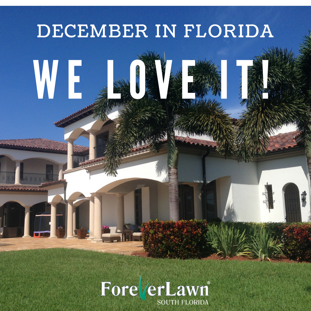 ForeverLawnSFL's tweet photo. Living here is the best. Go outside and enjoy! #ForeverLawn #Miami #FLwinter https://t.co/z3D60ehF1U