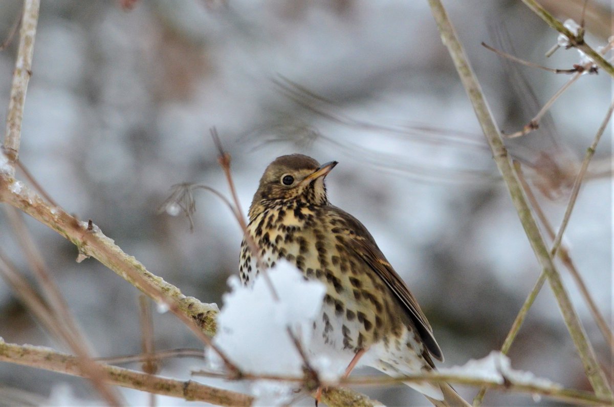 livpearson7's tweet photo. A few garden birds in the snow today! #Frosty #snow https://t.co/Z8PVTVKPfn