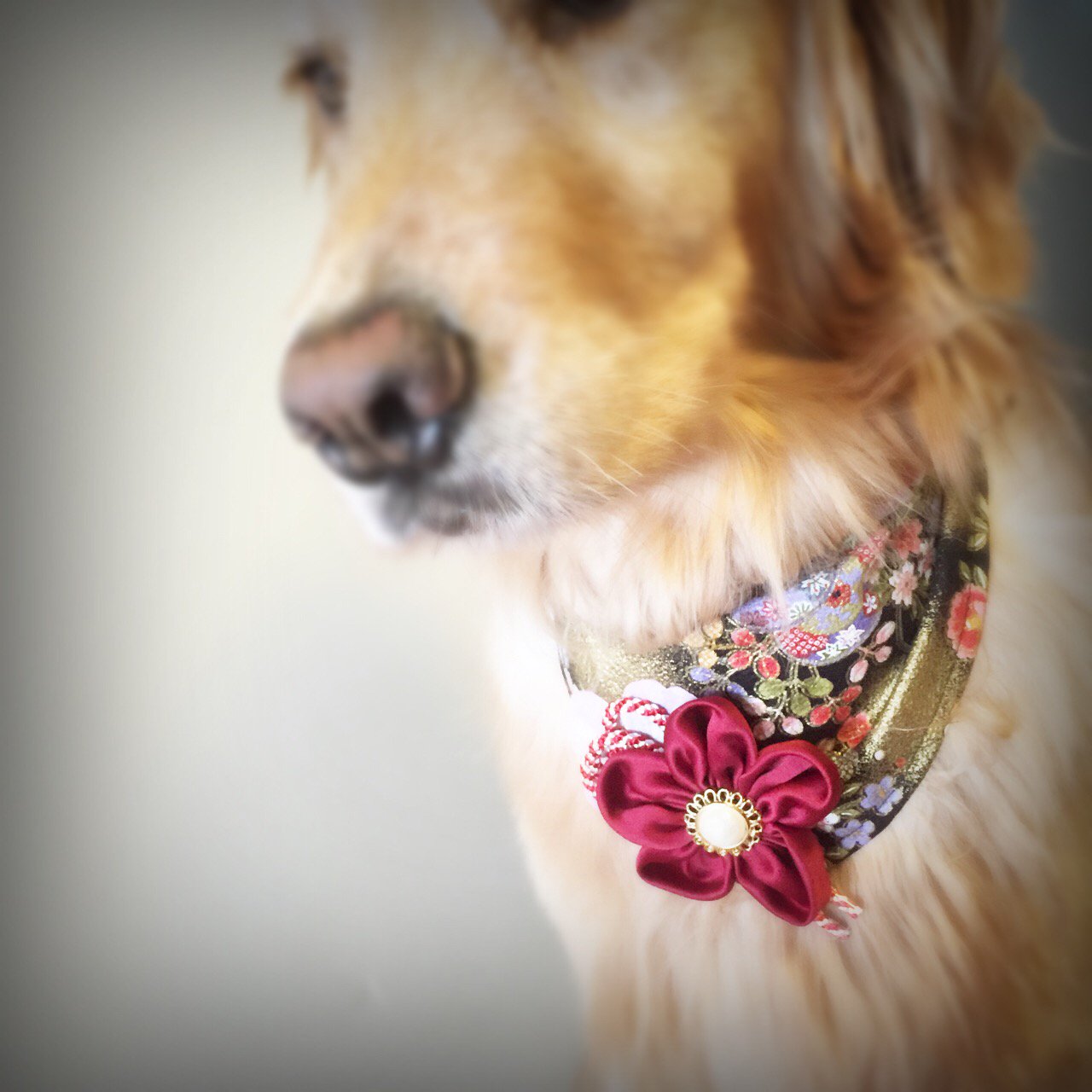 愛翔夢 ちゃちゃ Twitter पर 雅 犬用バンダナ ドッグバンダナ お正月バンダナ 犬用アクセサリー 犬リボン ハンドメイド 猫用アクセサリー 楽天 T Co Ztkx2idgu4 Rakutenichiba 犬 Dog 犬用バンダナ お正月犬 トリミングサロン T Co 愛翔夢 ちゃちゃ Twitter पर 雅 犬用バンダナ ドッグバンダナ お正月バンダナ 犬用アクセサリー 犬リボン ハンドメイド 猫用アクセサリー 楽天 T Co Ztkx2idgu4 Rakutenichiba 犬 Dog 犬用バンダナ お正月犬 トリミングサロン T Co