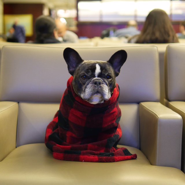 When you realize Christmas is only 13 days away and you haven't done any shopping yet...

Stay cozy and shop for the perfect gift for any dog lover here: bit.ly/2hyxUir