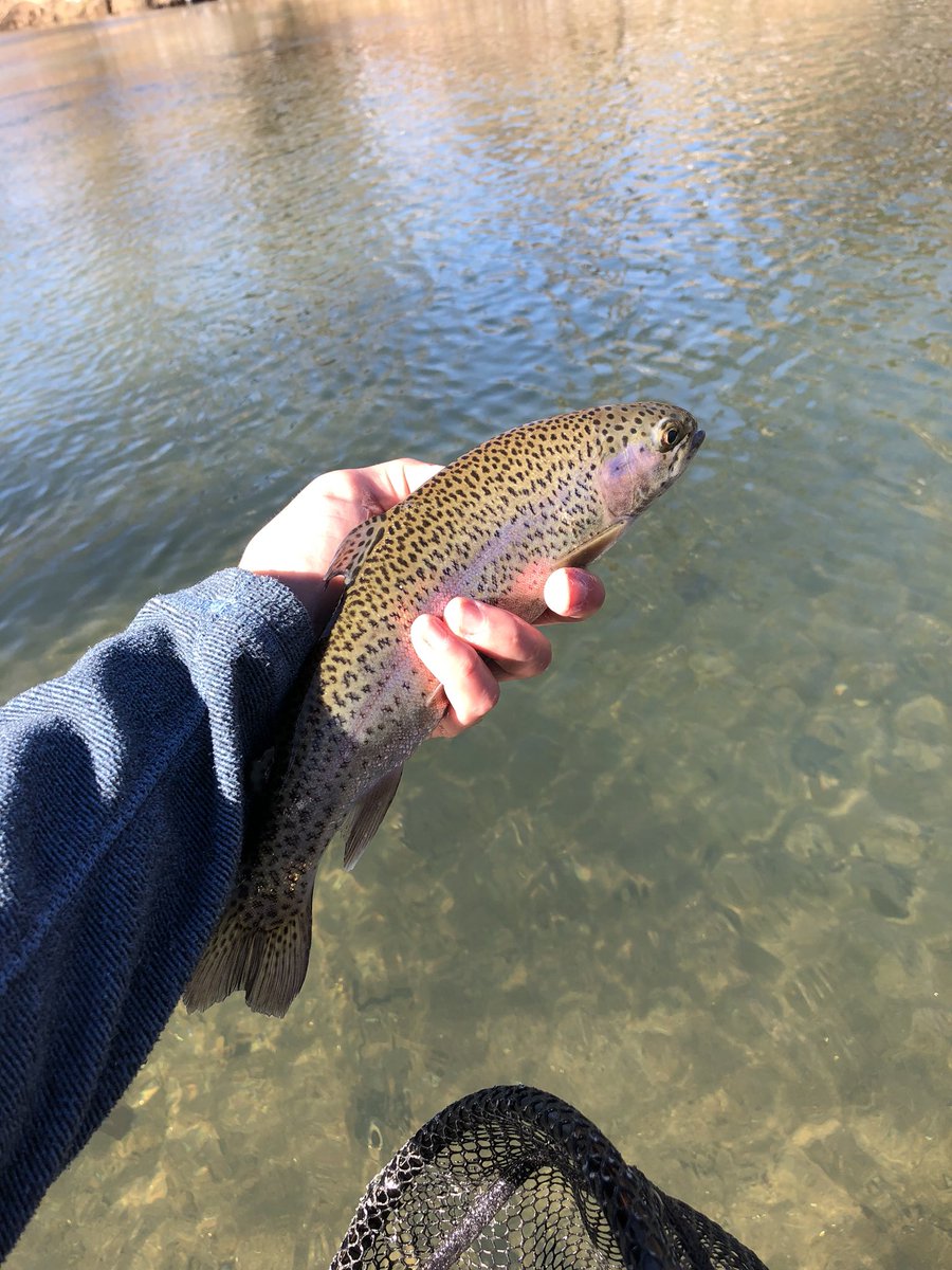 highcountryfly's tweet photo. A few nice bows from yesterday, including a fat 18 incher! DM about guided trips in the Boone, NC area! #highcountry #ncfishinh #flyfishing #catchandrelease #keepemwet #delayedharvest #orvis #simms #sage #wading #winter #rainbowtrout #troutbum https://t.co/L0QdZbrzDJ