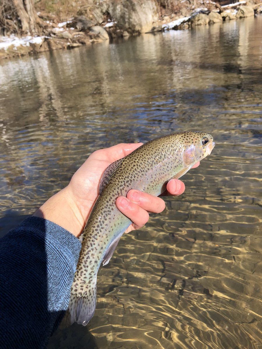 highcountryfly's tweet photo. A few nice bows from yesterday, including a fat 18 incher! DM about guided trips in the Boone, NC area! #highcountry #ncfishinh #flyfishing #catchandrelease #keepemwet #delayedharvest #orvis #simms #sage #wading #winter #rainbowtrout #troutbum https://t.co/L0QdZbrzDJ