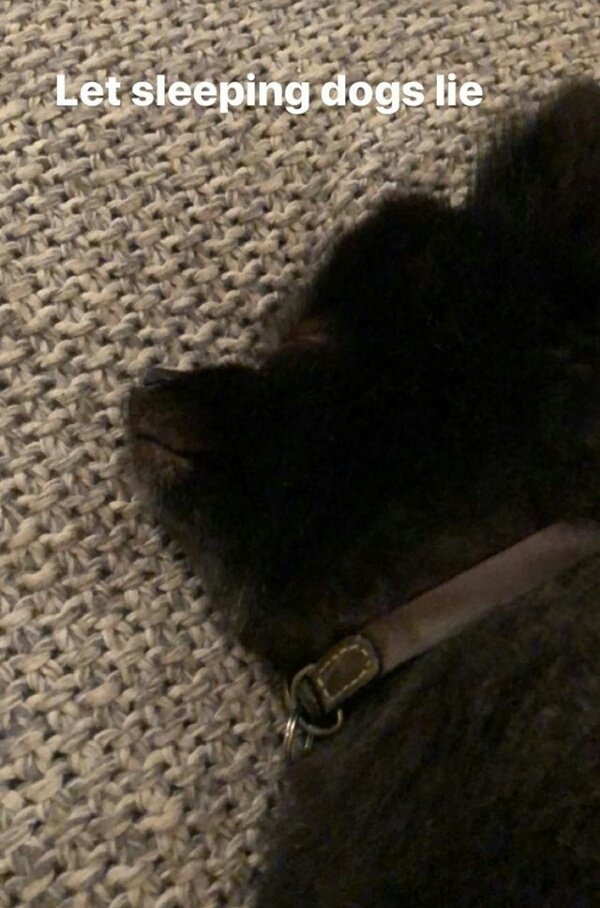 Garyismyhero's tweet photo. @GaryBarlow on Instagram(-story) 😊 #Hugo #dogs #sleeping #lie #sssttt https://t.co/nKYOaUvAgy