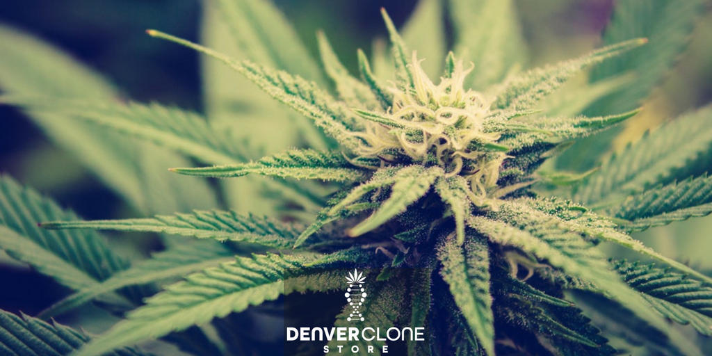 DNVRclonestore's tweet photo. Be careful marijuana may cause: #Intelligent thought, #peacefulness, #bliss, #love and the feeling of #oneness with your surroundings. https://t.co/oseSJ7ee2U https://t.co/pWyx7Uhfpb