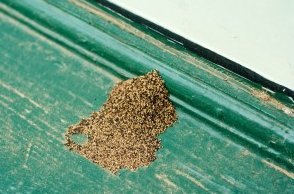 elliethetermite's tweet photo. Drywood termites are more difficult to detect and aren’t typically noticeable until small piles of pellets collect. #Termiteproblems https://t.co/hue1NjerOa