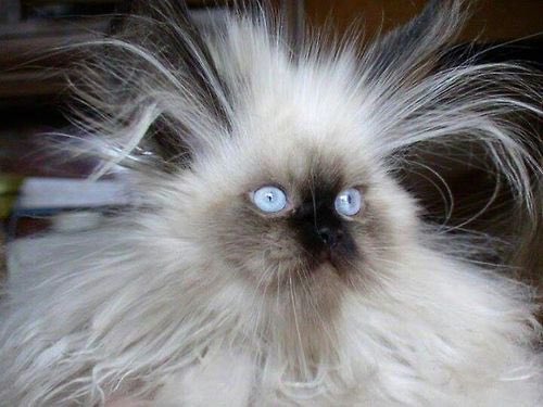 Who&rsquo;s hair is looking like this ATM? #Static Frizz #Hair #Winter https://t.co/kotW4onKiE<a href="/tag/static"class="tags">#Static</a><a href="/tag/hair"class="tags"><span>#hair</span></a><a href="/tag/winter"class="tags"><span>#winter</span></a>
