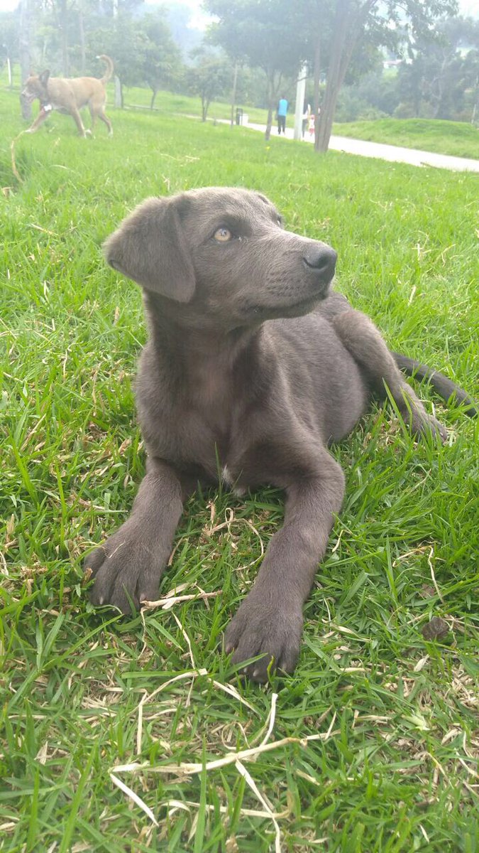 animaliuspyba's tweet photo. Asiste este Sábado 16 de Diciembre al Centro de Zoonosis y ofrece tu hogar como regalo a uno de estos excepcionales compañeros de vida. No faltes!!! #Animalius, #DerechoAnimal https://t.co/rZEH91lgpL