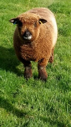 COLOUREDRYELAND's tweet image. Polar opposites this week to last. Last week trading with @EwelleryShop &amp;amp; @onlyinthewild @Basingstoke Xmas Market Chalets with @CIAMarquees This week back on the farm in #Devon, wellies mud &amp;amp; gorgeous Gizmo. Common denominators of both weeks: busy, fun, great company, do it again