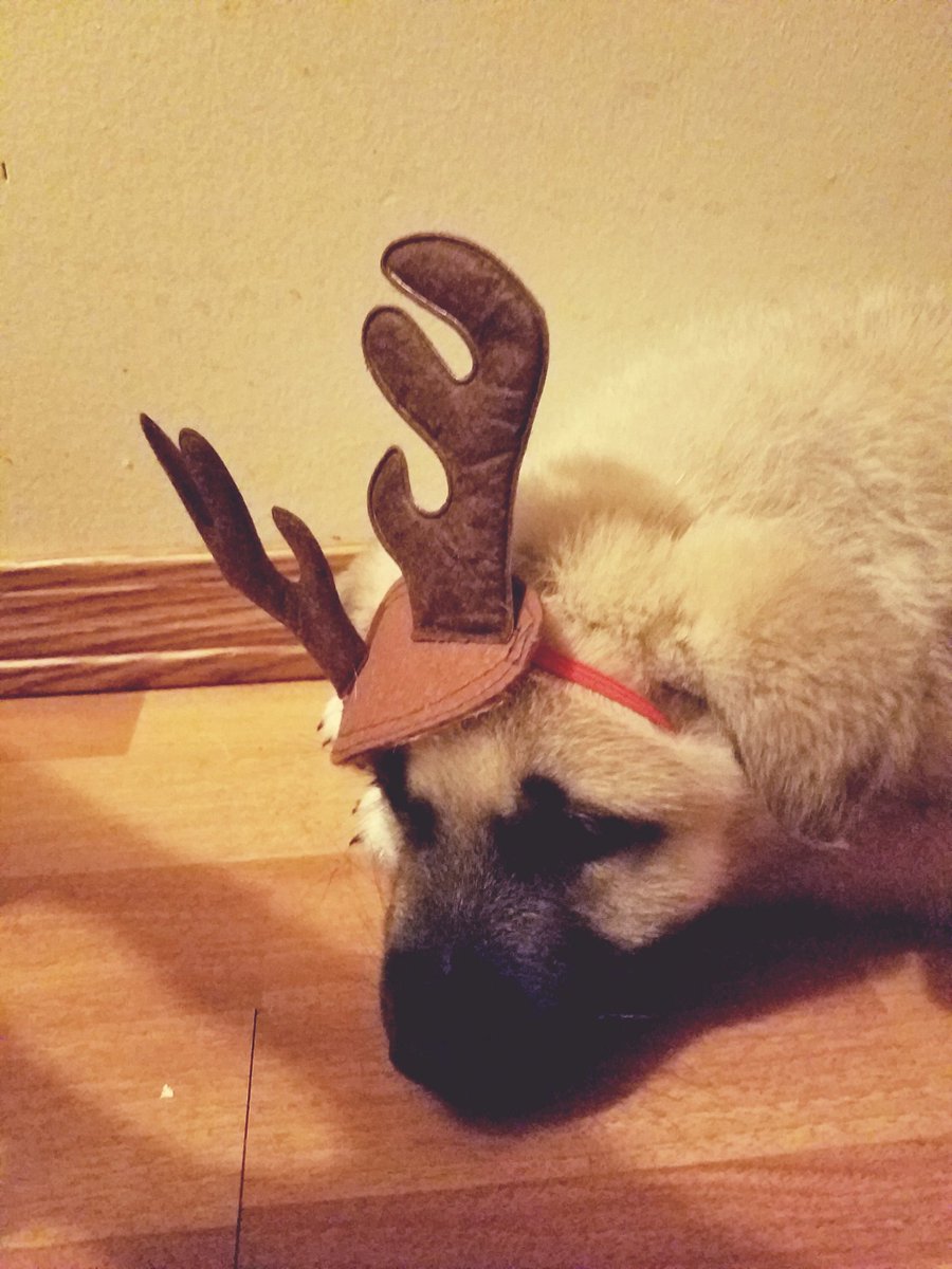 CrazedColletts's tweet image. My reindeer!! #dogsoftwitter #dogsarelove #Christmas #ReindeerGames