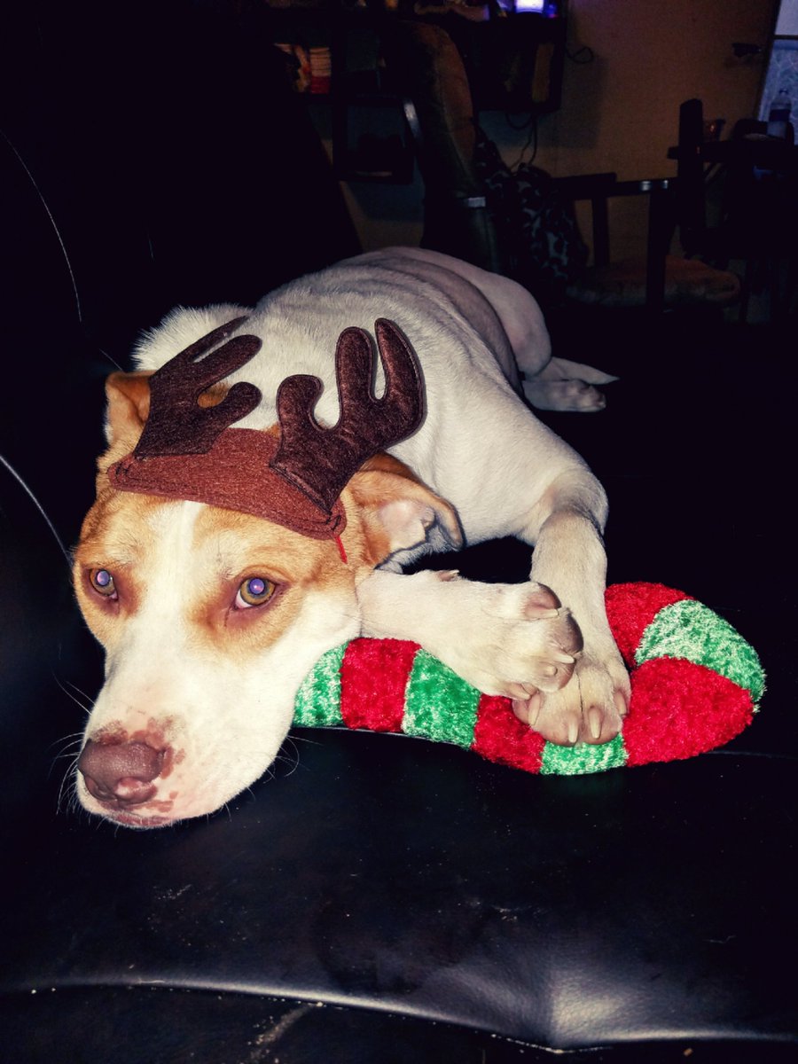 CrazedColletts's tweet image. My reindeer!! #dogsoftwitter #dogsarelove #Christmas #ReindeerGames