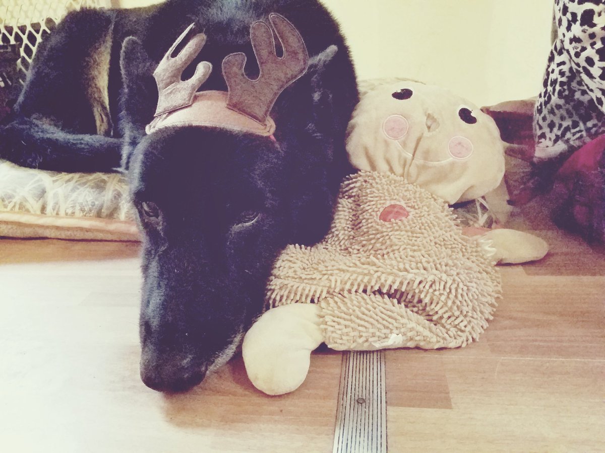 CrazedColletts's tweet image. My reindeer!! #dogsoftwitter #dogsarelove #Christmas #ReindeerGames