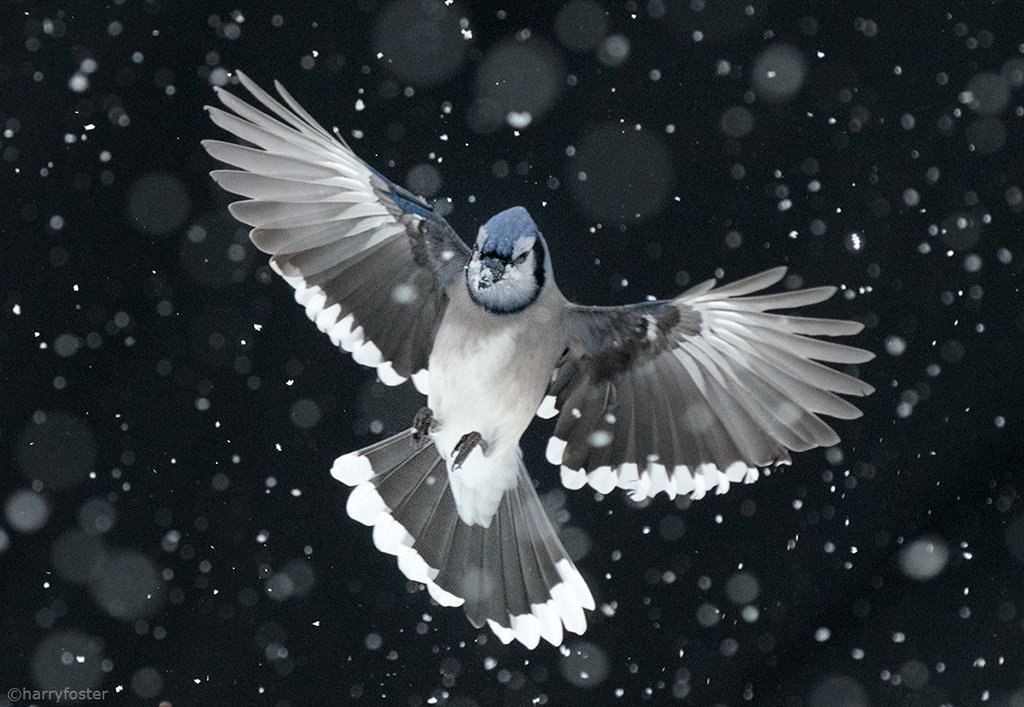 harry_fosters's tweet photo. Not super sharp, but I wanted to capture the Blue Jays coming in to the feeder during the snow storm. They will brighten up any day 🙂#birding #BlueJays https://t.co/go7odVnaIG