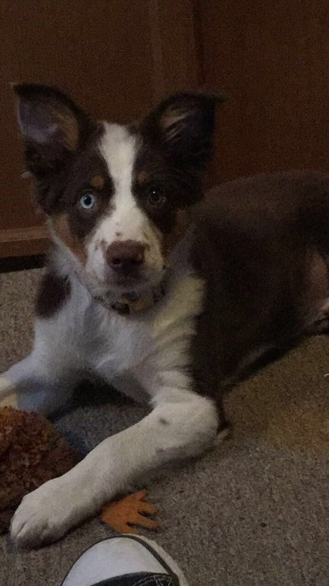 courtneyr2k17's tweet photo. love my little man. ❤️ #miniaussiemom https://t.co/giJ5eU2JtI