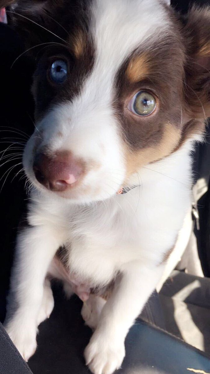 courtneyr2k17's tweet photo. love my little man. ❤️ #miniaussiemom https://t.co/giJ5eU2JtI