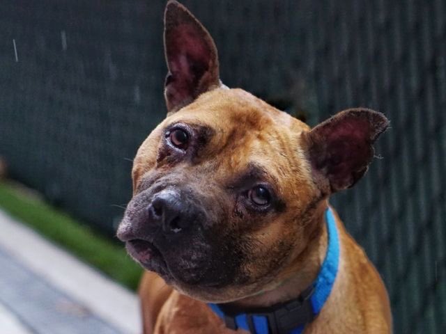 MoishesMom's tweet photo. Saturn is dead. The murdering whores at NYCACC couldn’t wait2 kill this intelligent, sensitive, gorgeous pup! I’m so sorry for U dear sweet boy. 😭💔 You deserved to be loved & rescued. 300 NH Rescues and not 1 stepped up! #SHAME. Run free sweet boy—you’ll never feel pain again😭 https://t.co/a569pkWpum