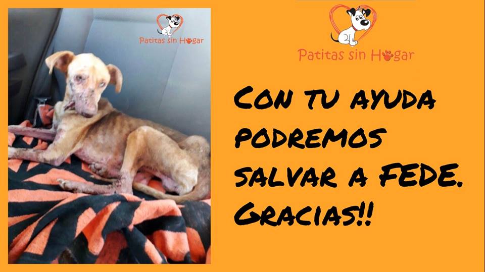 FundPatitas's tweet photo. FEDE, rescatado de la ruta, desnutrido, deshidratado y sarna avanzada. BBVA Francés 
n° de cuenta: 20-471-000859/6
CBU: 01704710-20000000085960

Wsp 264-4597940

¡¡¡GRACIAS!!! https://t.co/Ep1lOemVJH