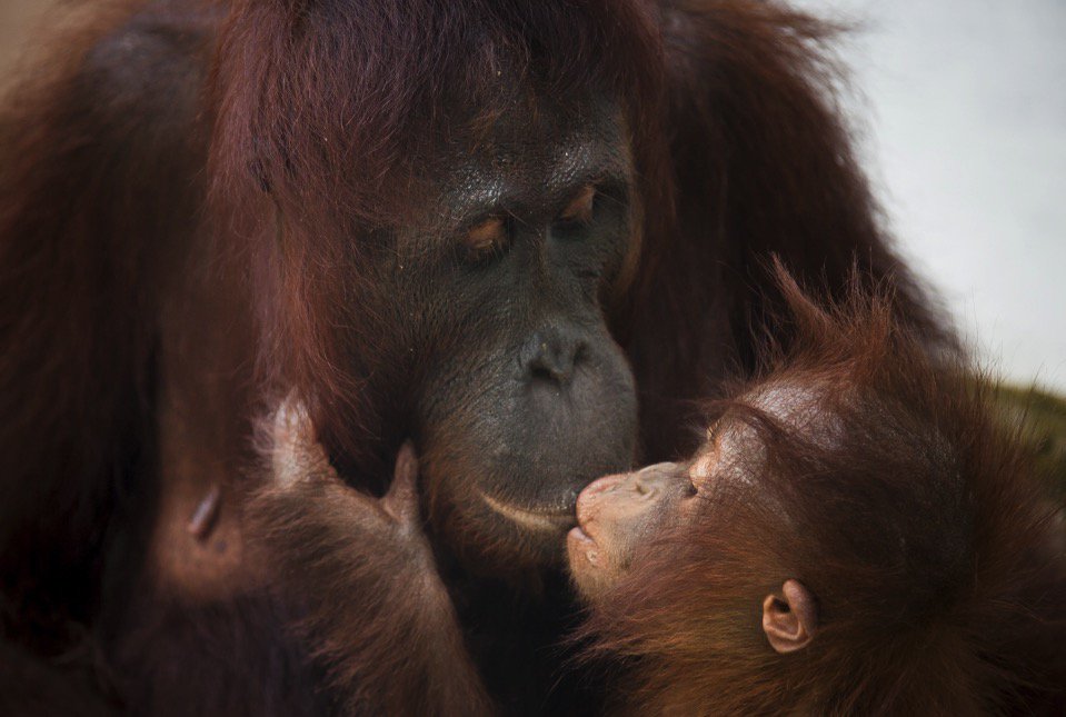 Acton-Boxboro Rotary tweet media