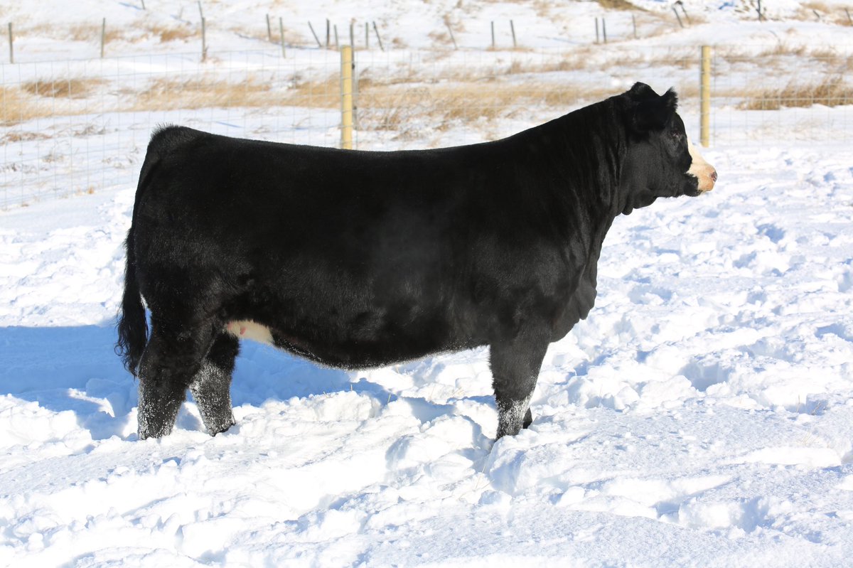 Deeg Ms Blue Moon 21E - selling this Friday! #simmental #fridaynightlights <a href="/Bohrson/">Bohrson Marketing</a>