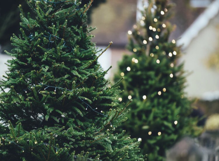 c_Initiative's tweet photo. Still need a tree? The Living Christmas Tree Company 🌲 is a sustainable solution. Once it gets too big for your home, they plant it back into a protected forest. #cleaninitiative #Sustainable #GoGreen #greenliving #mindfulness #community  #together #bethechange #environment https://t.co/NvczO2Wwq6
