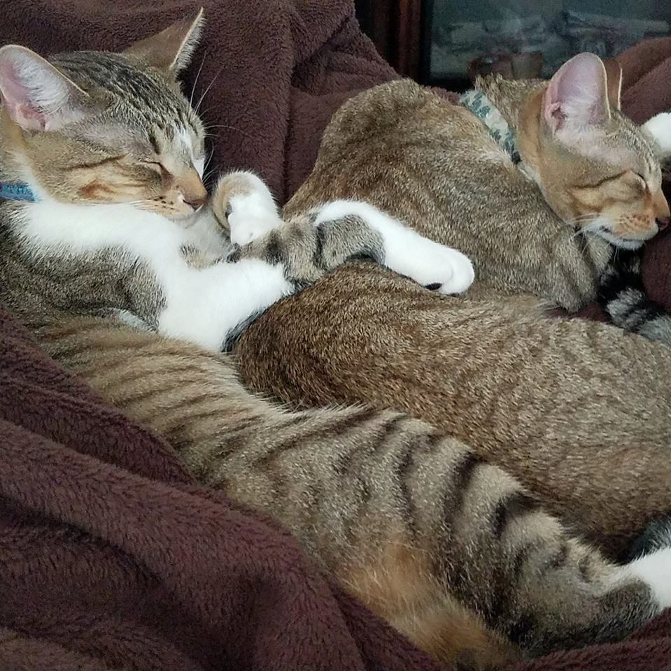 mom3blood's tweet photo. @FaleenaHopkins Tony and Frankie #cockykitty https://t.co/A6nR8cC5K7