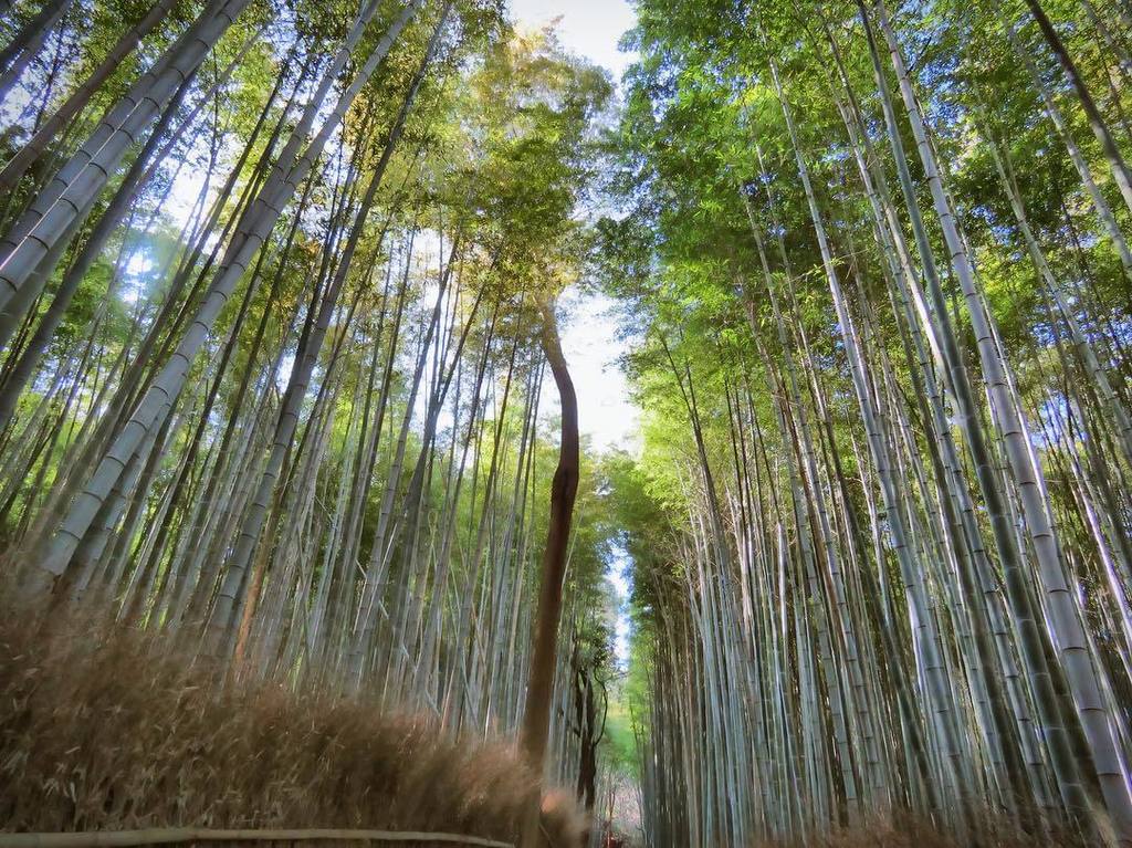 aussieontheroad's tweet image. Arishiyama bamboo forest in Kyoto was one of those “expectation vs. reality” experiences. 
After seeing countless photos of this famous walkway and its towering bamboo, it was a bit of a (not unexpected) disappointment to contend with hordes of fellow to… ift.tt/2iWb3dt