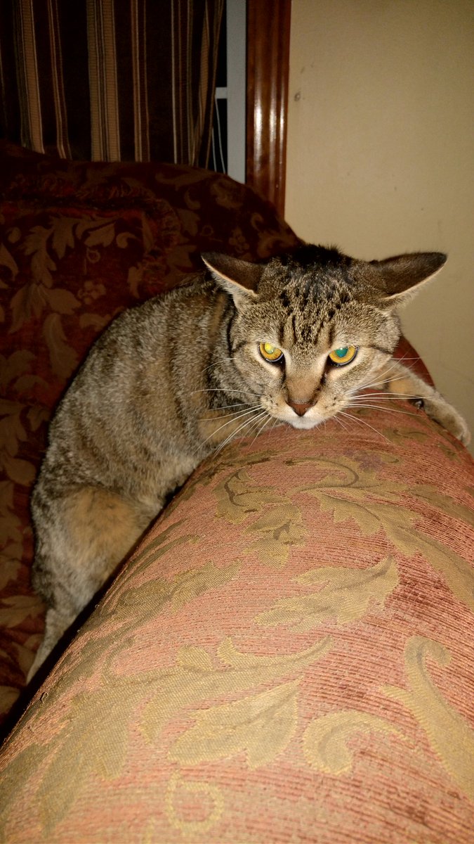 ChrissyPruitt's tweet photo. @FaleenaHopkins Gimpy (he only has 3 legs) #cockykitty https://t.co/mX68UdIfYd
