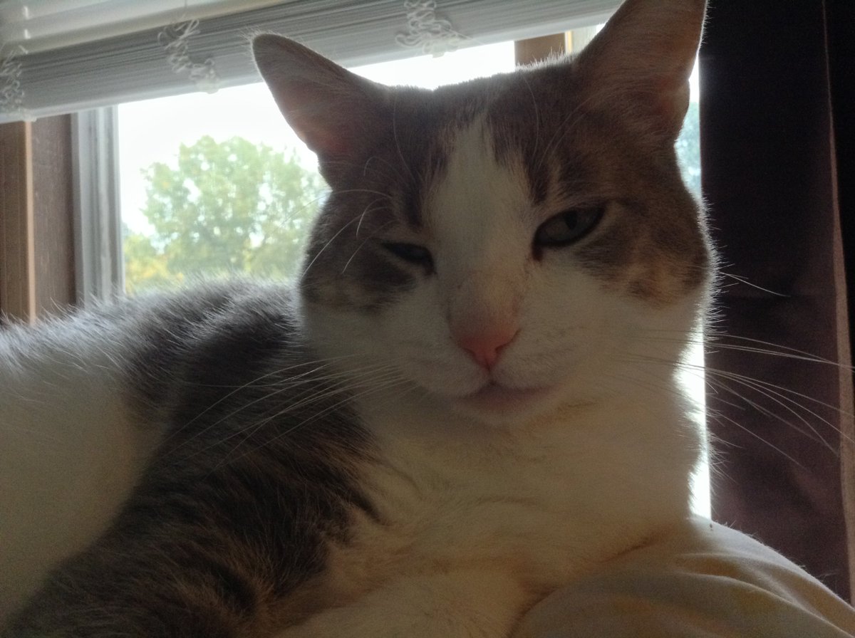 SAM4773's tweet photo. @FaleenaHopkins
Hi Faleena my name is Monkey Iβm a #cockykitty so my My says so πΊ https://t.co/9K8btwOjYX