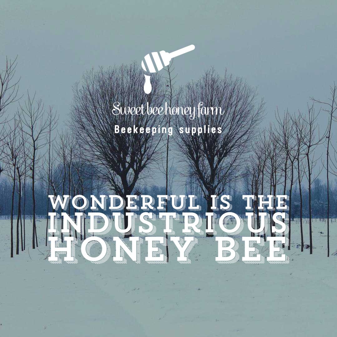 SweetbeeHF's tweet photo. #art #poems #writerscommunity #wordgasm #poetrycommunity #poetsofinstagram #poenoftheday #prilaga #poem #writingcommunity #mywords
#beautifulweather #beekeepingclass #beekeepingrocks #oxxbeekeeping #rooftopbeekeeping #sweetbeehoneyfarms https://t.co/0Wjil2BStA