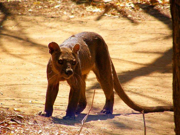 NTD_SA's tweet photo. #South #Midongy #National #Park is a national park located in the Atsimo Atsinanana region, south-east of Madagascar. The 192,000 ha park has the second largest tropical forest on the island and is rich in endemic animals and plants, especially medicinal plants 🙂 https://t.co/LzNPDDawWc