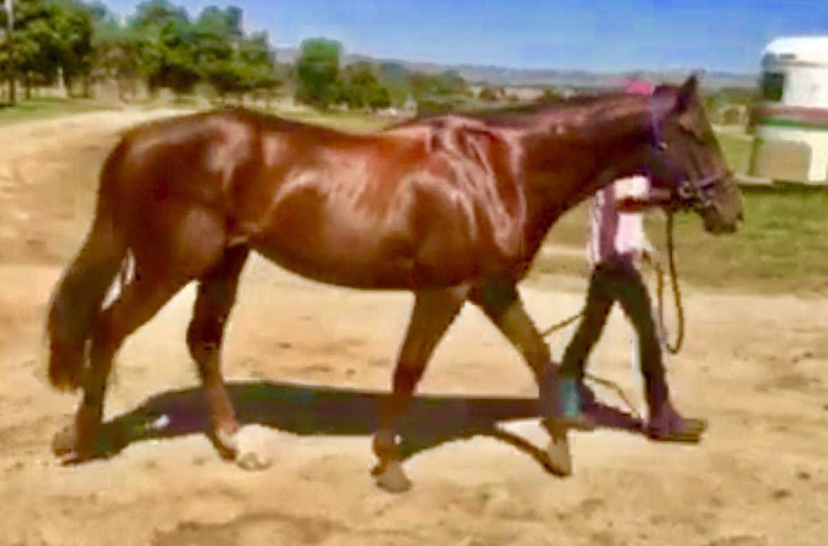 tonyferraro3's tweet image. The beast is back in work. My Written Tycoon 3 year old  has done a treat down at Coronet Bay where team Gelagotis now pre train there team. #firstclassfacilities