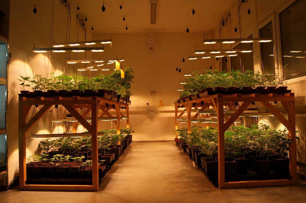 Sanlight Sanlight At Twitter