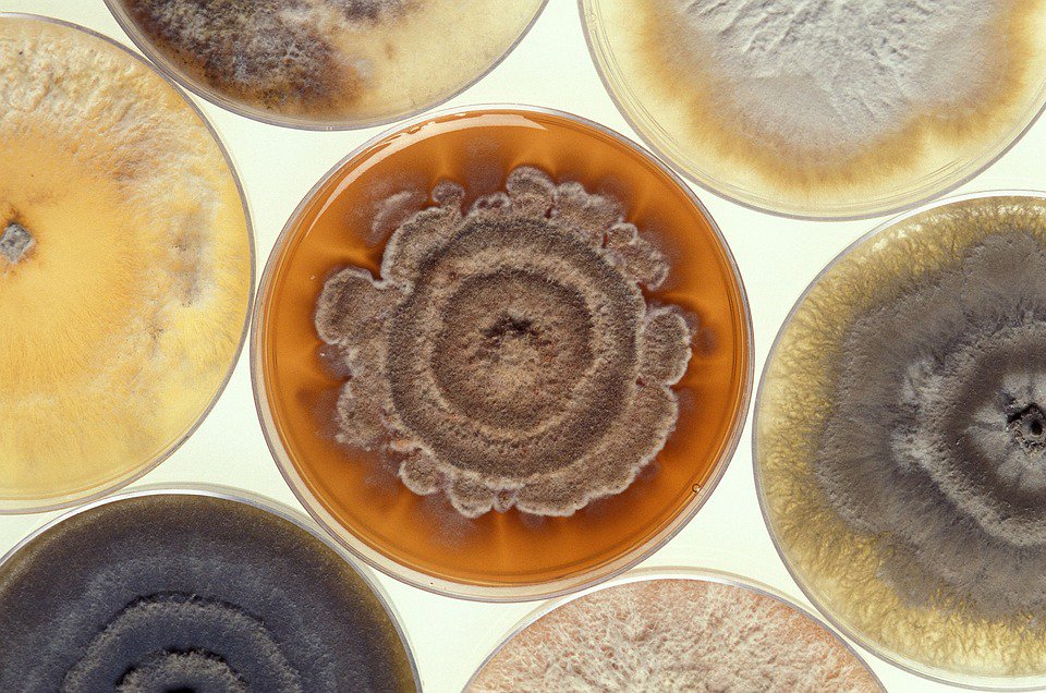 AMIposts's tweet photo. 'Nature composes some of her loveliest poems for the microscope and the telescope.' ~Theodore Roszak, Where the Wasteland Ends, 1972 #WednesdayWisdom https://t.co/6Jy6zFVdPN
