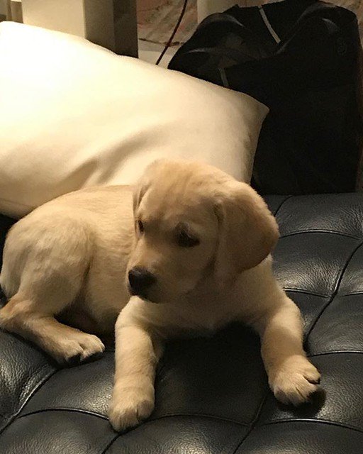 Smartpetinfo's tweet photo. Reposting @elisadalbosco:
Pet Drivers License https://t.co/S34JyrGbqI
#personalizedpetidtags #petdriverslicense #petidlicense #uniquepetidtags #cheapdogtags #dogidtags https://t.co/6JjWNE5Ko6