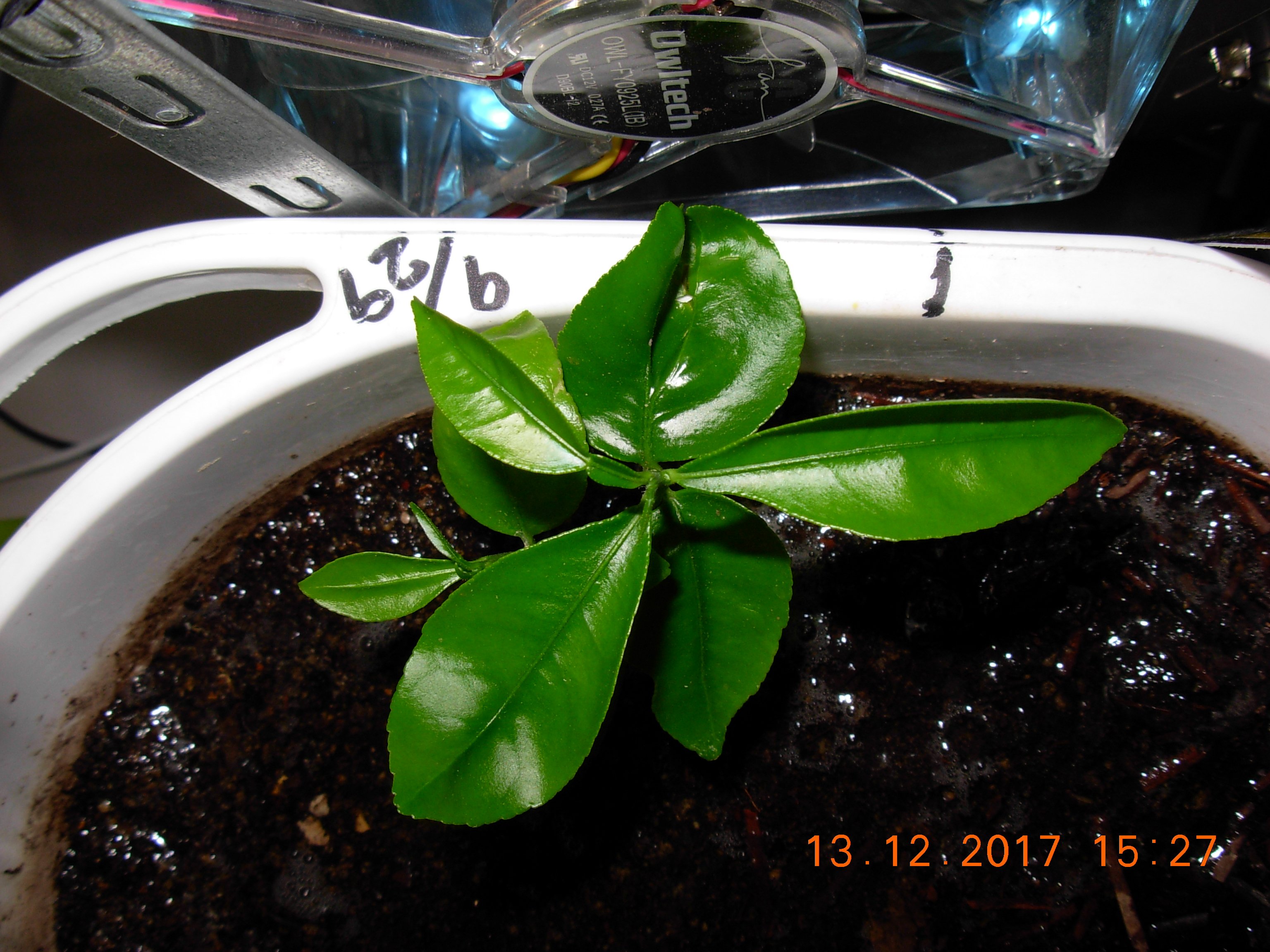 乖離 ダイソーの腐葉土をそのまま入れてると萎れ始める 水が薄黄色 薄いお茶色 になるまで 腐葉土は洗うことを勧める 排水が濃い場合は 弱い葉から垂れて生気がなくなる 鉢の中を掃除した