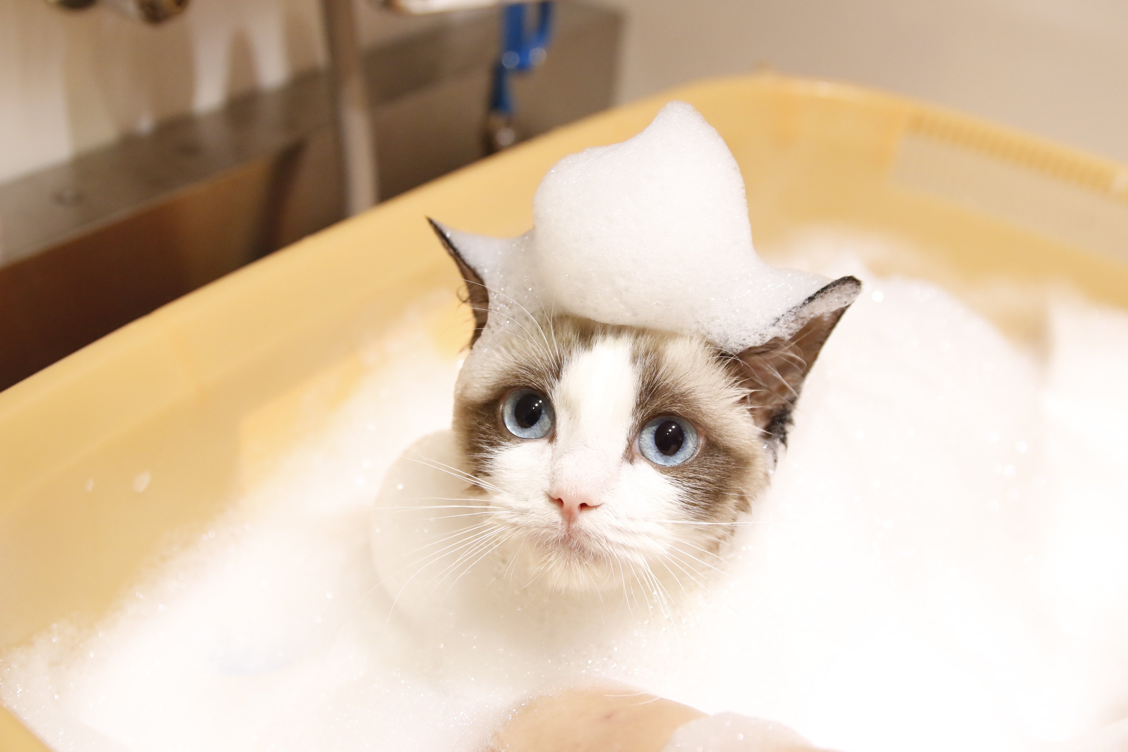2091] 猫 入浴にゃんこ 泡 ハンドメイド-