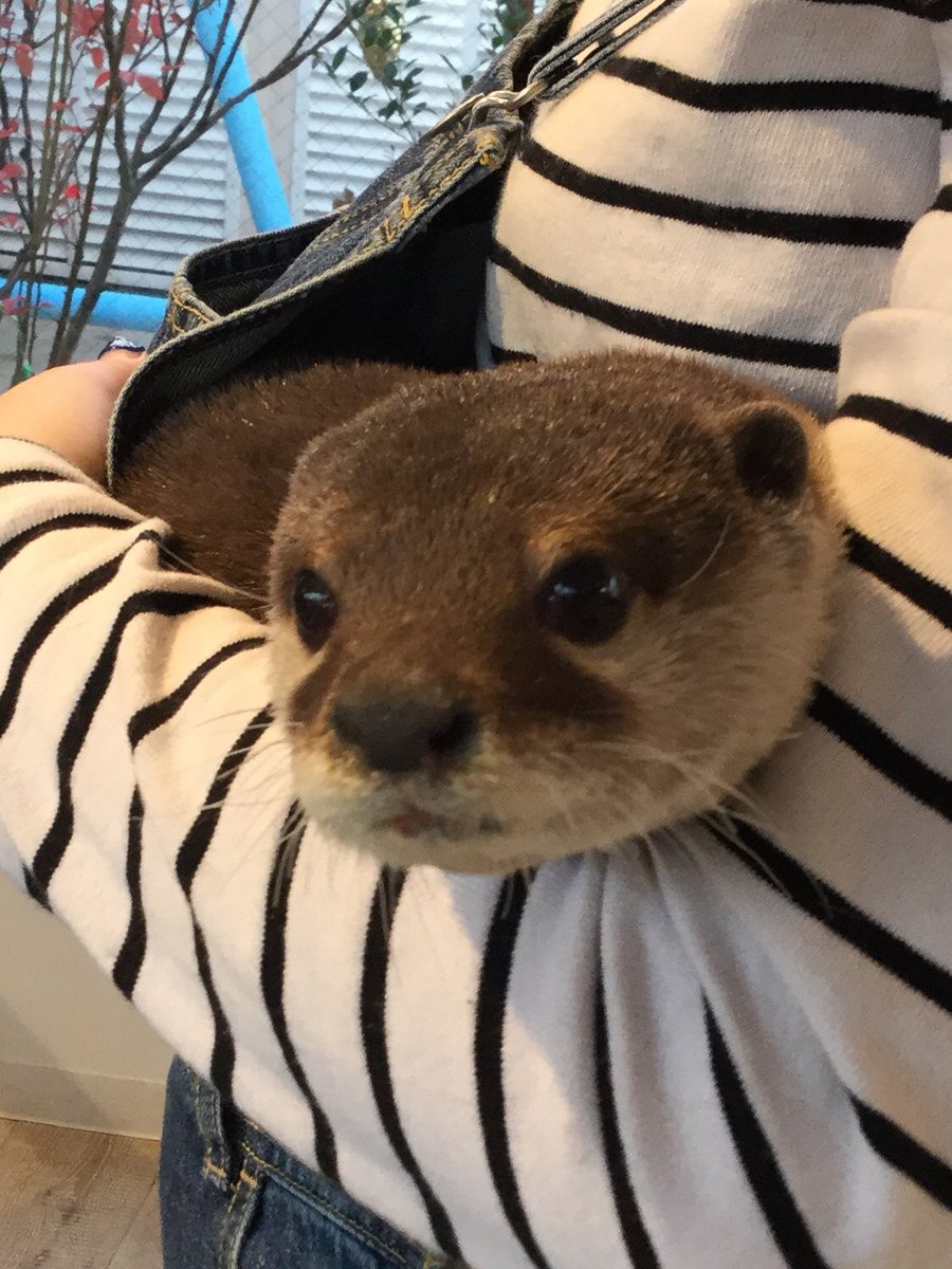 O Xrhsths カワウソカフェ Harry原宿テラス店 Sto Twitter スタッフのオーバーオールの方が大好きなカワウソのミクちゃんです カワウソ コツメカワウソ ハリネズミカフェ チンチラ チンチラカフェ 原宿 Harryテラス カワウソ Harajuku キャットストリート