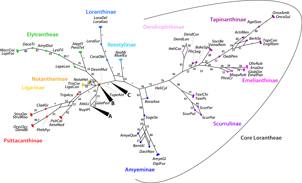 Grimmiges's tweet photo. Did you step over roots in molecular trees that made little sense? #ConsensusNetworks get the full picture; an example from the #Loranthaceae
https://t.co/xAsEvVxFcq https://t.co/brxGRdF9ET