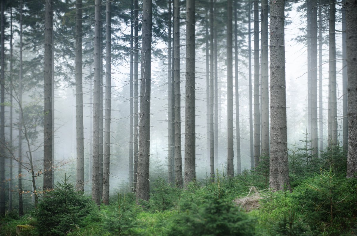 SappLife's tweet photo. There is no Wi-Fi in the forest, but we promise you will find a better connection. 🙏📶🌲 #SappLife https://t.co/sZh1C2QmvK
