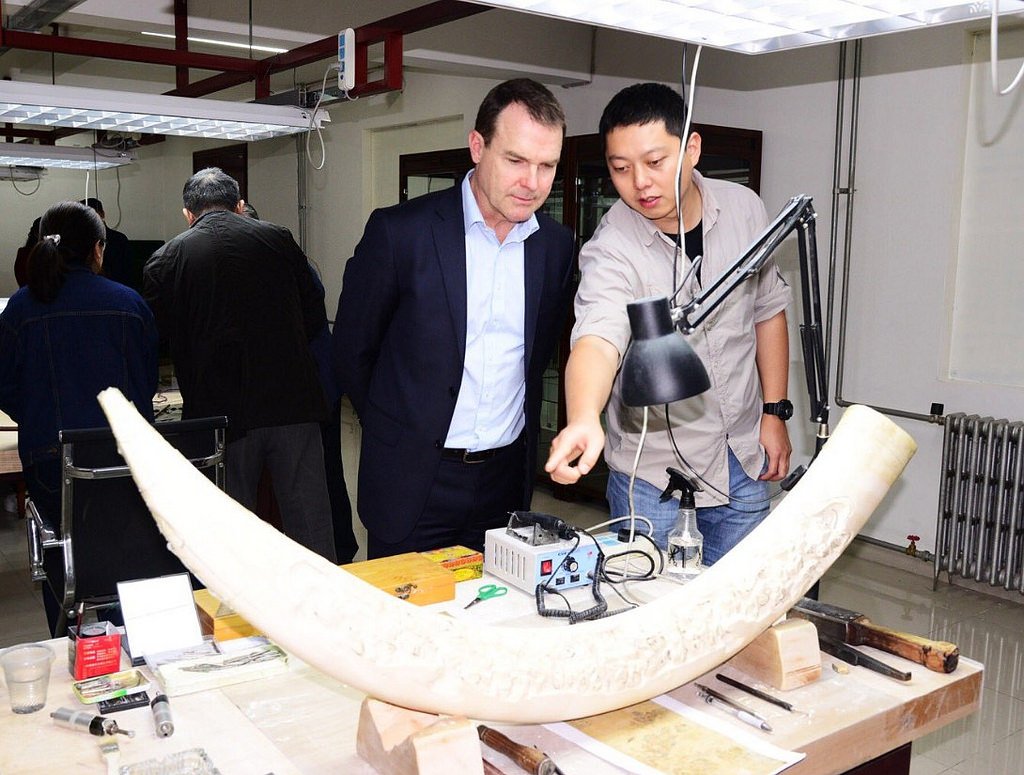CITES's tweet photo. Chinese back #IvoryBan according to latest survey. All domestic trade & processing of #elephant #ivory will be banned in China by end of 2017 https://t.co/FzhgRBcZ3V
#CITES #CoP17 adopted a resolution urging all implicated countries to close ivory market as a matter of urgency https://t.co/iFVOMpkcSw
